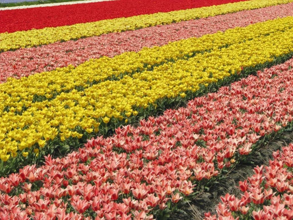Landal Dunimar Hotel Noordwijkerhout Kültér fotó